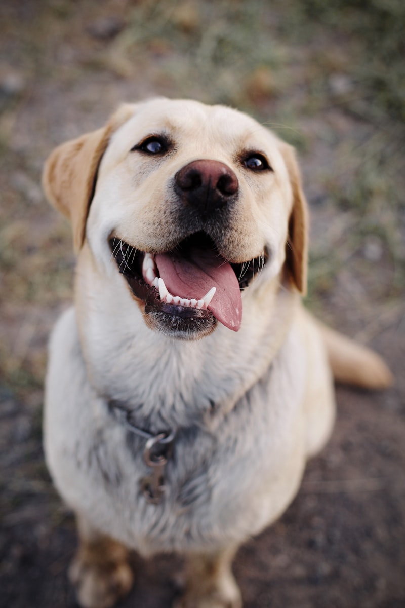 A happy dog portrait