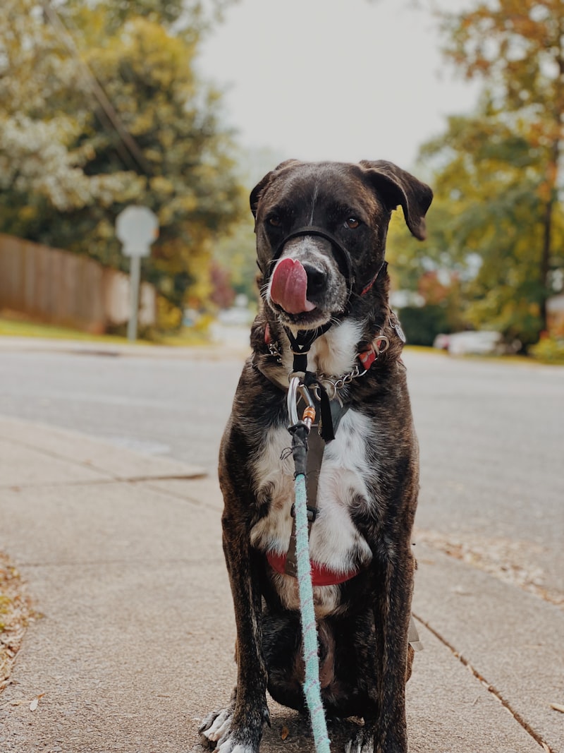 A puppy on a leash