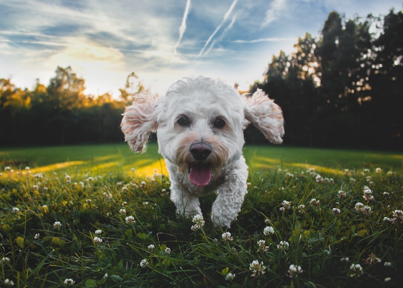 A dog running on grass