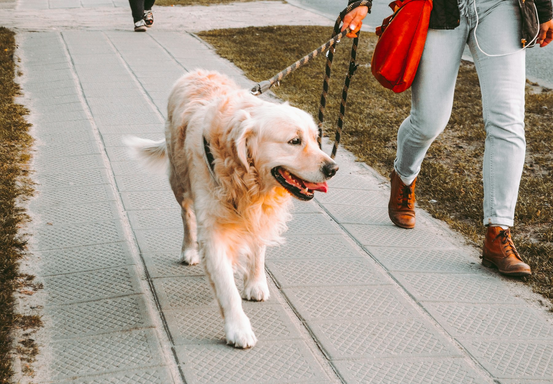 A golden retriever on a walk in the park